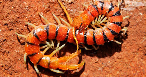 Престигмальные плейриты Geophilomorpha