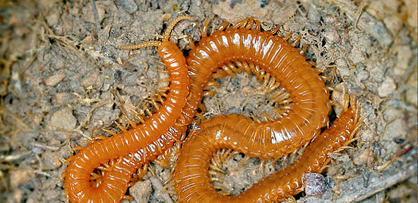 Система трансверзальной мускулатуры Geophilomorpha