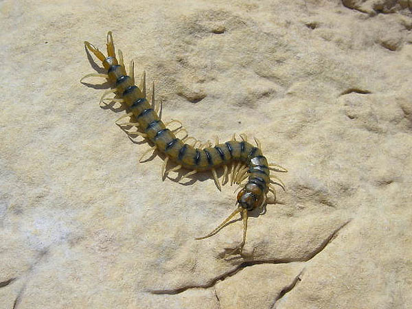Различия строения Scolopendromorpha и Geophilomorpha