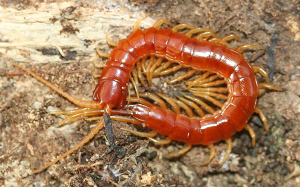 Склериты Scolopendromorpha