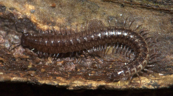 Систематика Symphyla