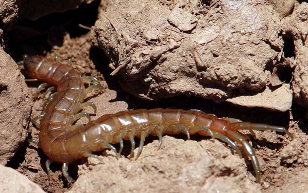 Строение Geophilella, Symphylellopsis, Ribautiella