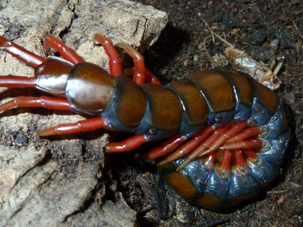 Сегменты туловища Symphylella