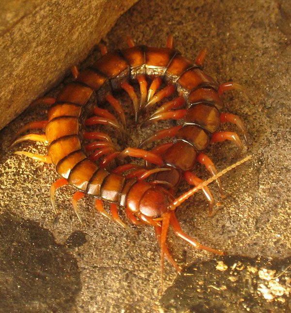 Нервные узлы Symphylella