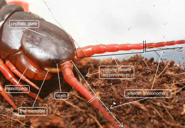 Плейральная и стернальная мускулатура Scolopendromorpha