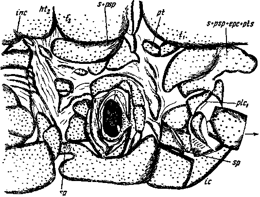 Scolopendra valida Luc. Плейральная часть I, II и III туловищных сегментов