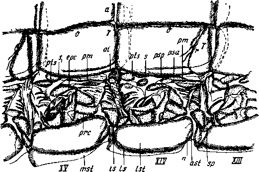 Scolopendra cingulata Latr. Дорзальные, плейральные и стернальные щитки правой половины XIV и XV сегментов