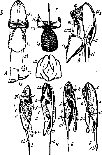 Задний конец брюшка нормального самца Symmorphus fuscipes Н. Sch. Задний конец брюшка нормального самца Symmorphus fuscipes Н. Sch.