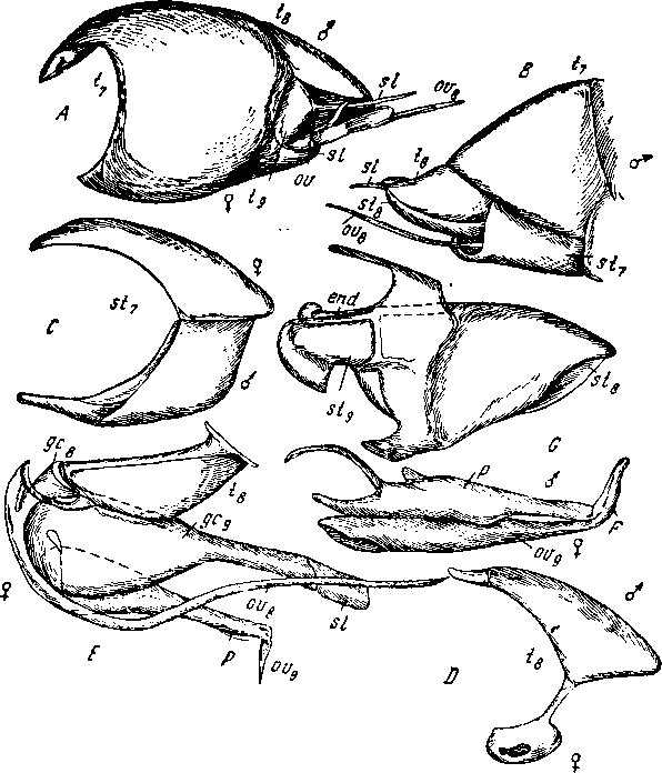 Задний конец тела гинандроморфа Symmorphus fuscipes Задний конец тела гинандроморфа Symmorphus fuscipes