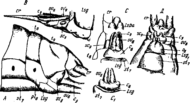 Oecantfius pellucens Scop.