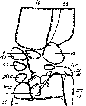 Плейра туловищных сегментов Geophilomorpha. Правая половина