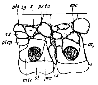 Мускулатура двух туловищных сегментов Geophilomorpha. Правая половина, снаружи
