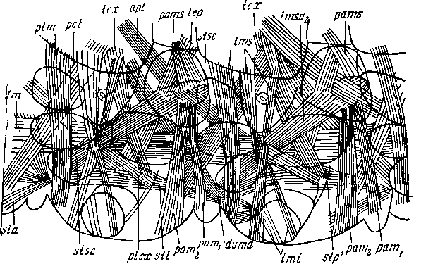 Мускулатура двух туловищных сегментов Geophilomorpha. Левая половина, с внутренней стороны