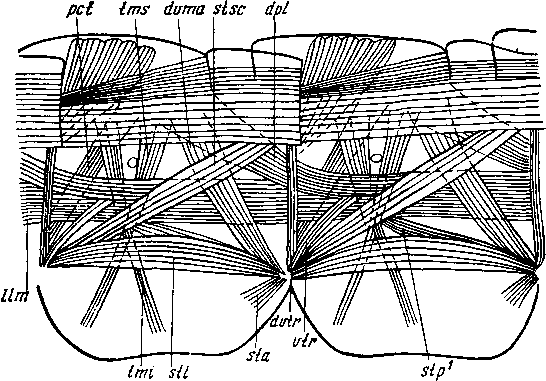Стерноплейральная мускулатура двух сегментов туловища Geophilomorpha, сверху Стерноплейральная мускулатура двух сегментов туловища Geophilomorpha, сверху