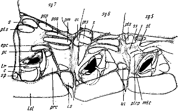 Туловищные сегменты (5-й, 6 и 7-й) с ходильными ножками Scolopendra cingulata. Правая сторона, снаружи