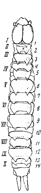 Symphylella vulgaris Hansen. Особь 4 возраста, I — X сегменты туловища; 1 — 14 тергиты