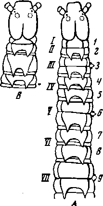 Symphylellopsis Передняя часть туловища: A. — S. arverпогит В — S. subnuda (по Ribaut), I—VII — сегменты 1 — 9 — тергиты