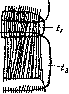 Geophilus sp. Правая половина сегмента туловища