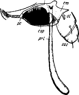 Symphylella vulgaris. Тазик правой ножки