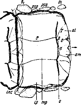 Scolopendra aralocaspica Kessler. Спинной щиток IV туловищного сегмента снаружи Scolopendra aralocaspica Kessler. Спинной щиток IV туловищного сегмента снаружи