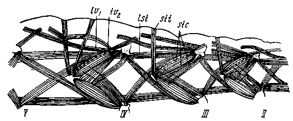Мускулатура нижней стенки II, III и IV туловищных сегментов Symphylella