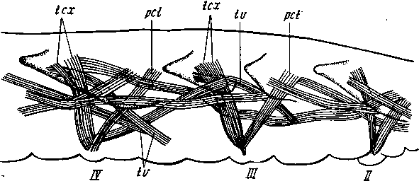 Плейральная мускулатура правой половины II, III и IV туловищных сегментов Symphylella