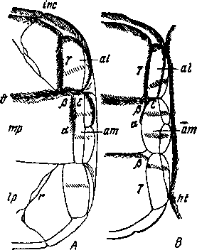 Scolopendra cingulata Latr. Передне-краевая часть спинного щитка: А — стигмоносного сегмента, В — лишенного стигмы сегмента