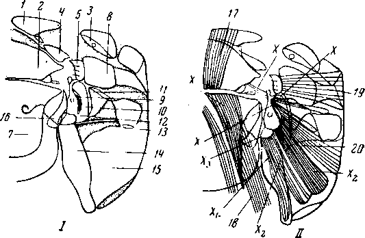 Скелет (I) и мускулатура (II) правой половины средне- и заднеспинки Haplothrips, вид сверху, средне- и заднебочок — со стороны