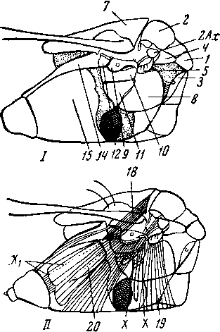 Средне- и заднегрудь правой стороны Haplothrips, вид со стороны