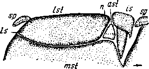 Scolopendra aralocaspica Kessler. Правая половина стернального щитка снаружи