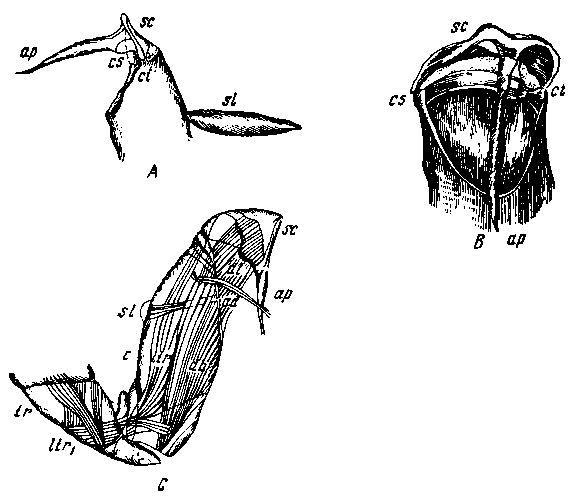 Praemachiloides turanicus Praemachiloides turanicus