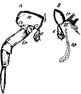 Третий туловищный сегмент Scolopendrella vulgaris Hansen Третий туловищный сегмент Scolopendrella vulgaris Hansen