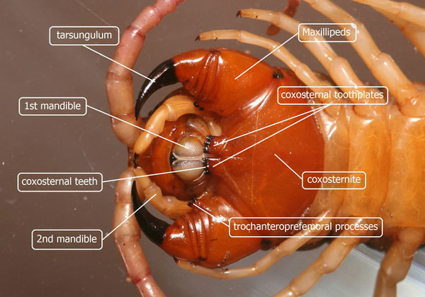 Первоначальные комплексы склеритов Scolopendromorpha