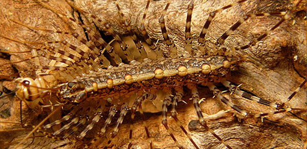 Соматическая мускулатура Scutigeromorpha