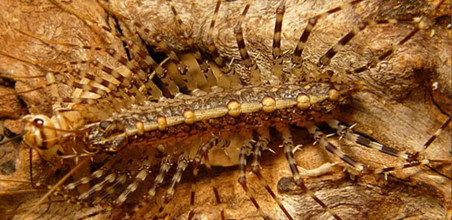 Соматическая мускулатура Scutigeromorpha