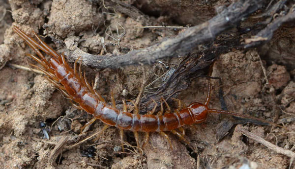 Филогенез Chilopoda