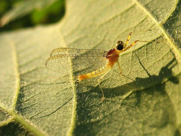 Строению, механика и происхождение летательного аппарата поденок (Ephemeroptera)