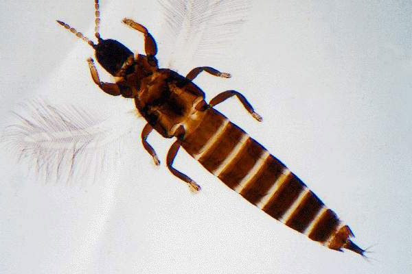 Механизм движения крыла Haplothrips