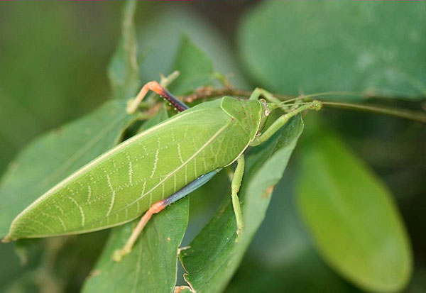 Онтогенез и филогенез летательного аппарата прямокрылых (Orthoptera, S. saltatoria)