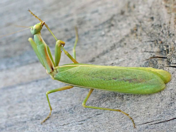 Ножки и крылья Pterygota
