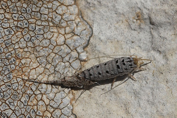 Половые органы самцов Machilidae