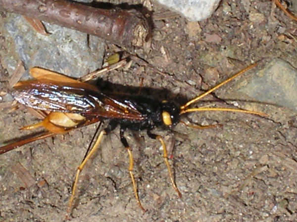 Гомология мужского и женского наружного полового аппарата Hymenoptera