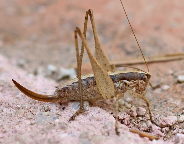 Строение и развитие яйцеклада кузнечиковых (Tettigoniodea)