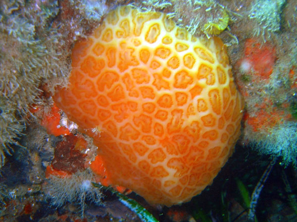 Класс Асцидии (Ascidiae)