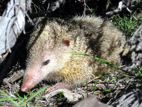 Подтип Черепные (Craniata), или позвоночные (Vertebrata)
