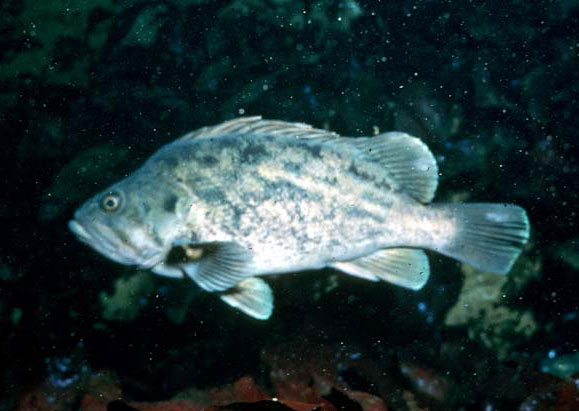 Надкласс рыбы (Pisces)