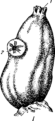 Асцидия (Ascidia mentula)