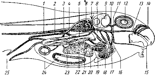Кровеносная система головастика Кровеносная система головастика