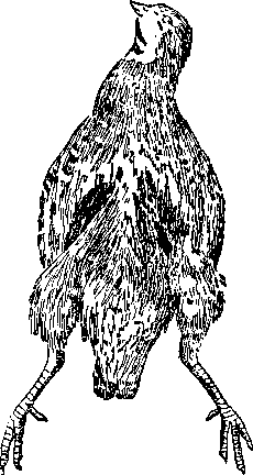 Наседные пятна у самки серой куропатки Наседные пятна у самки серой куропатки