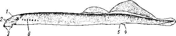 Речная минога Речная минога